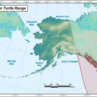 Green Sea Turtle Facts and Pictures