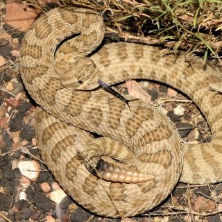 Hopi Rattlesnake Facts and Pictures