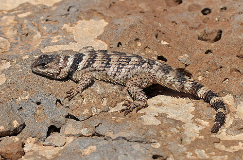 Crevice Spiny Lizard Facts and Pictures
