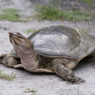 Florida Softshell Turtle Facts and Pictures