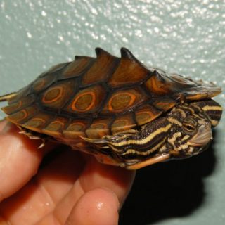 Ringed Map Turtle Facts and Pictures