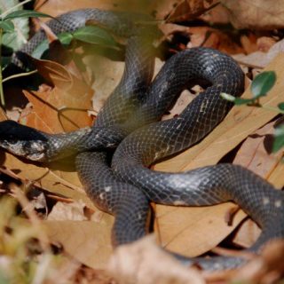 Southern Black Racer Facts and Pictures