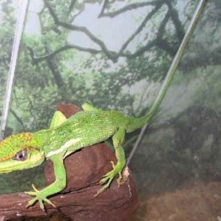 Knight Anole Facts and Pictures