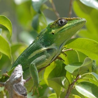 Knight Anole Facts and Pictures