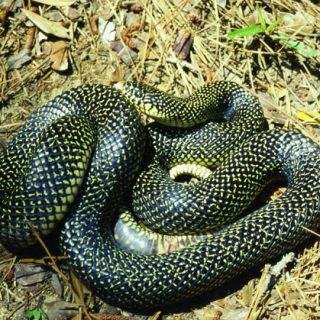 Speckled Kingsnake Facts and Pictures