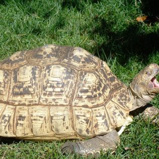 Leopard Tortoise Facts and Pictures