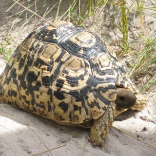 Santa Catalina Rattlesnake Facts and Pictures