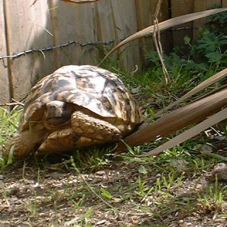 Leopard Tortoise Facts and Pictures