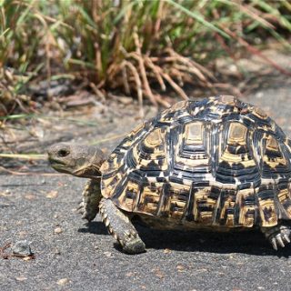 Leopard Tortoise Facts and Pictures