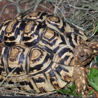 Leopard Tortoise Facts and Pictures