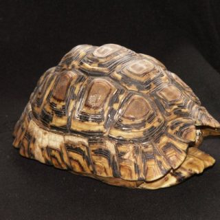 Leopard Tortoise Facts and Pictures