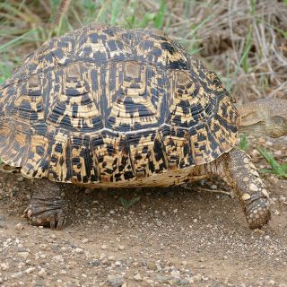 Leopard Tortoise Facts and Pictures