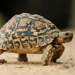 Leopard Tortoise Facts and Pictures