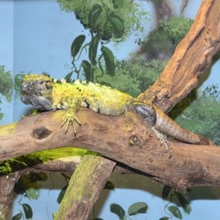 Mexican Spiny-tailed Iguana Facts and Pictures