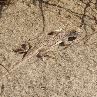 Mojave Fringe-toed Lizard Facts and Pictures