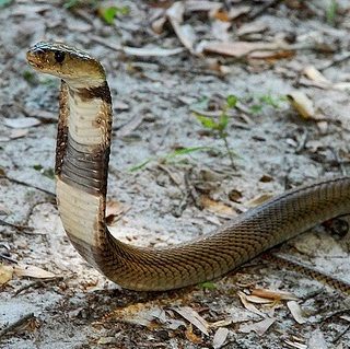 Nubian Spitting Cobra Facts and Pictures