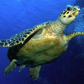 Olive Ridley Sea Turtle Facts and Pictures