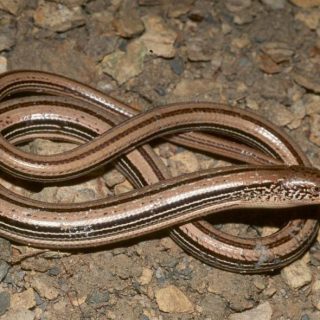 Slender Glass Lizard Facts and Pictures