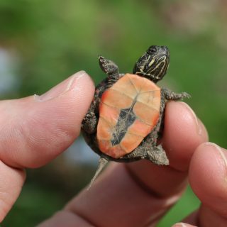 Painted Turtle Facts and Pictures