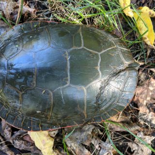 Painted Turtle Facts and Pictures