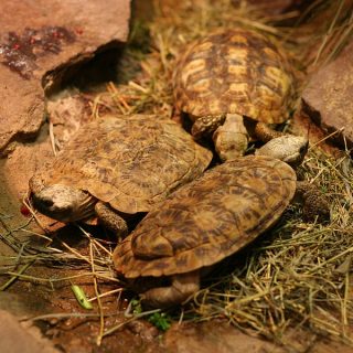 Yellow-Footed Tortoise Facts and Pictures