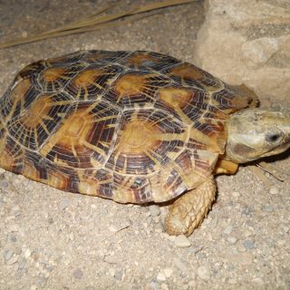 Pancake Tortoise Facts and Pictures