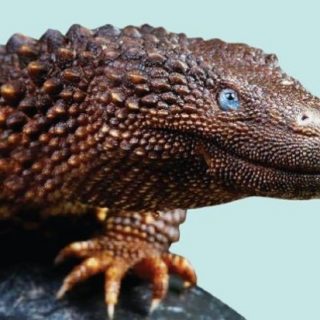 Earless Monitor Lizards Facts and Pictures