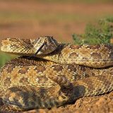 Prairie Rattlesnake Facts And Pictures