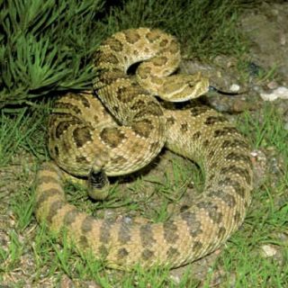 Prairie Rattlesnake Facts and Pictures