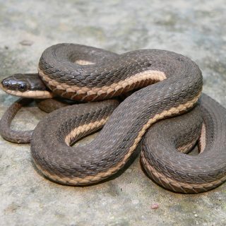 Queen Snake Facts and Pictures