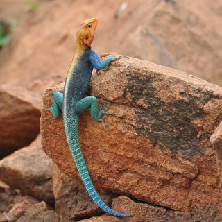 Red Headed Agama Facts and Pictures