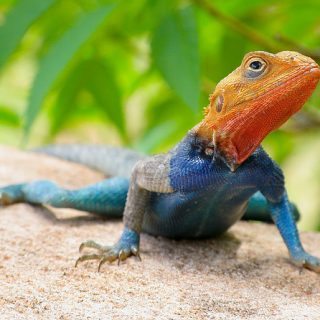 Red Headed Agama Facts and Pictures