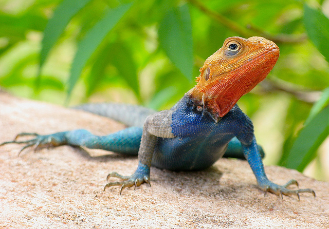 Red Headed Agama Facts and Pictures