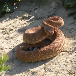 Red Diamond Rattlesnake Facts and Pictures