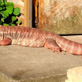 Red Tegu Facts And Pictures