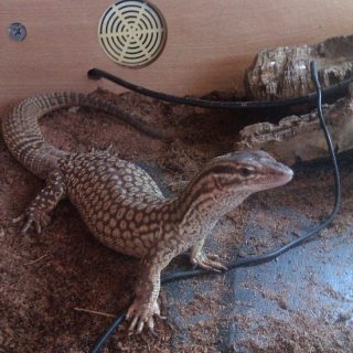 Spiny-tailed Monitor Facts and Pictures