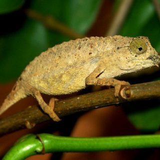 Bearded Pygmy Chameleon Facts and Pictures