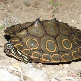 Spiny Softshell Turtle Facts and Pictures