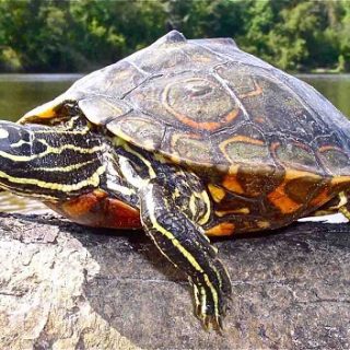 Ringed Map Turtle Facts and Pictures