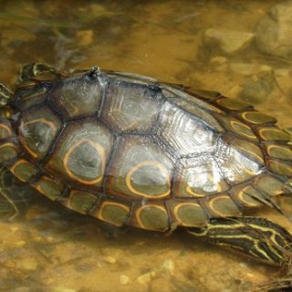 Ringed Map Turtle Facts and Pictures