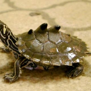 Ringed Map Turtle Facts and Pictures