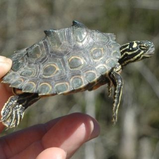 Ringed Map Turtle Facts and Pictures