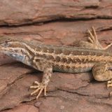 Sagebrush Lizard Facts and Pictures