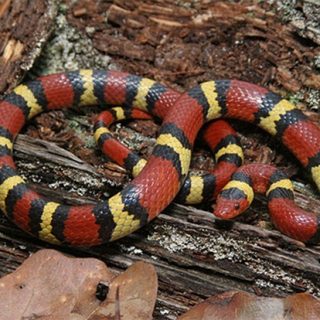 Scarlet Kingsnake Facts and Pictures