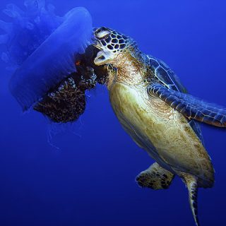 Green Sea Turtle Facts and Pictures