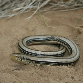 Texas Alligator Lizard Facts and Pictures