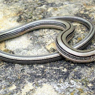 Slender Glass Lizard Facts and Pictures