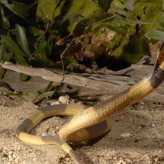 Snouted Cobra Facts and Pictures