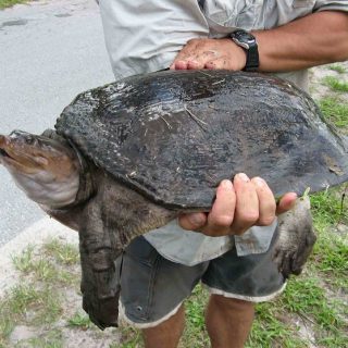 Florida Softshell Turtle Facts and Pictures