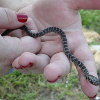 Southern Black Racer Facts and Pictures